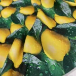 Atoalhado Limões - Image 3