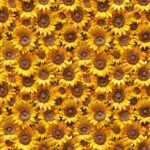 Lycra Estampada - Sunflowers