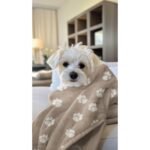 Coralina Dog Paw – Cinzento Escuro - imagem 5